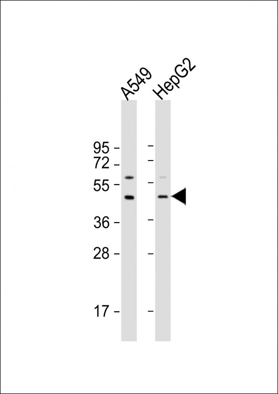 APOL3 (N-Term)