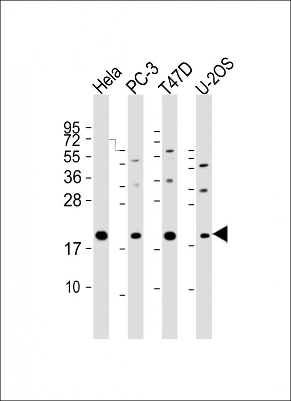 ANAPC11