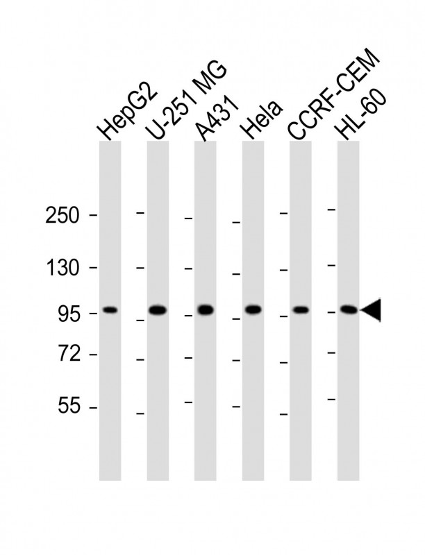 TAF4