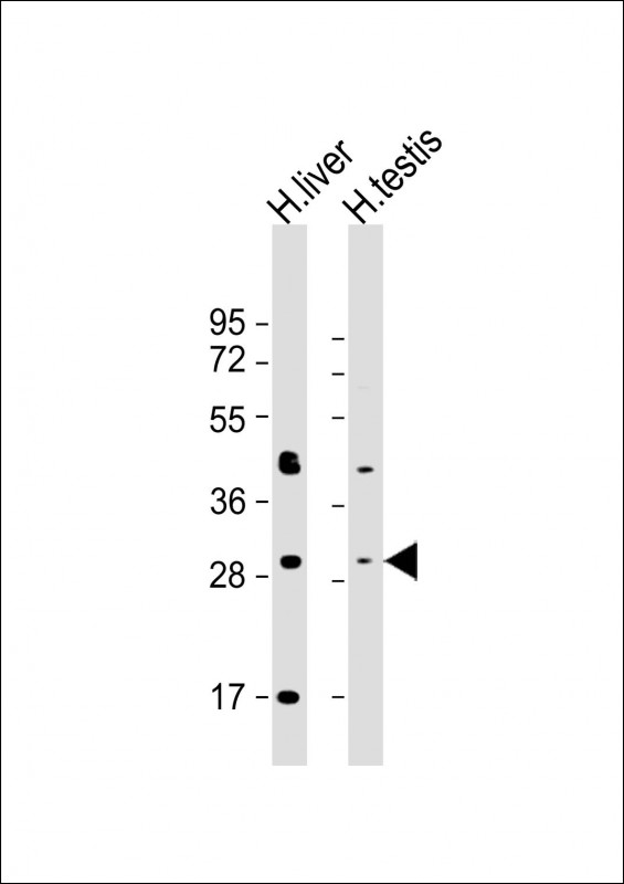 SRD5A1