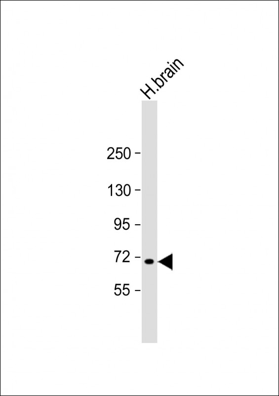 MAN1C1 (N-Term)