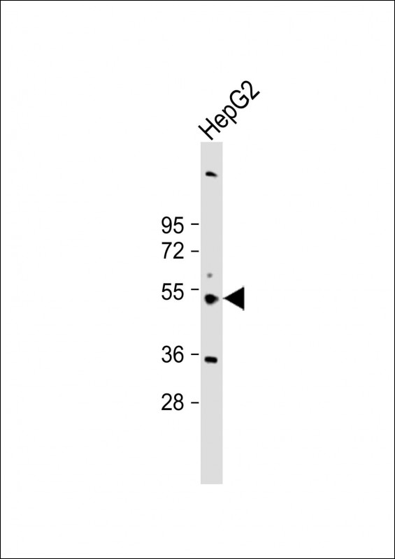 CYP3A43