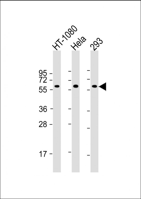 SMAD1