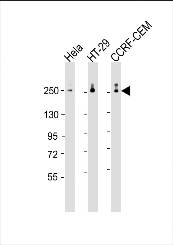 POLR2A (monoclonal) (M01AA)