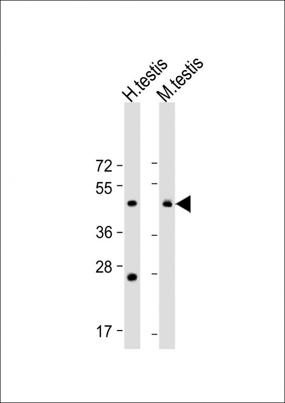 BSCL2 (N-term)