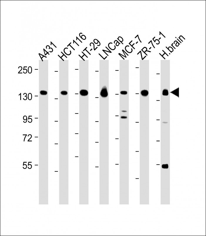 MYO6 (C-term R1181)