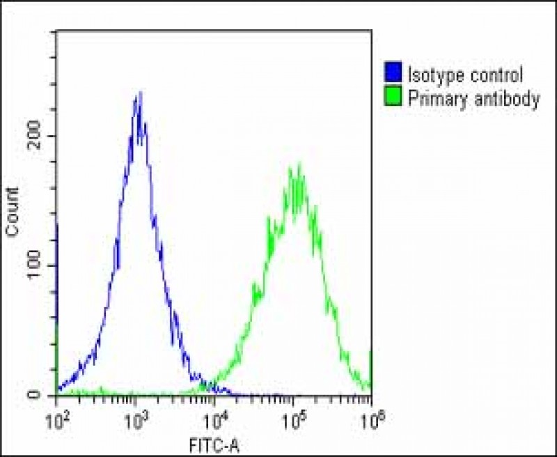 Rabbit Polyclonal Antibody to Nestin (S1409)