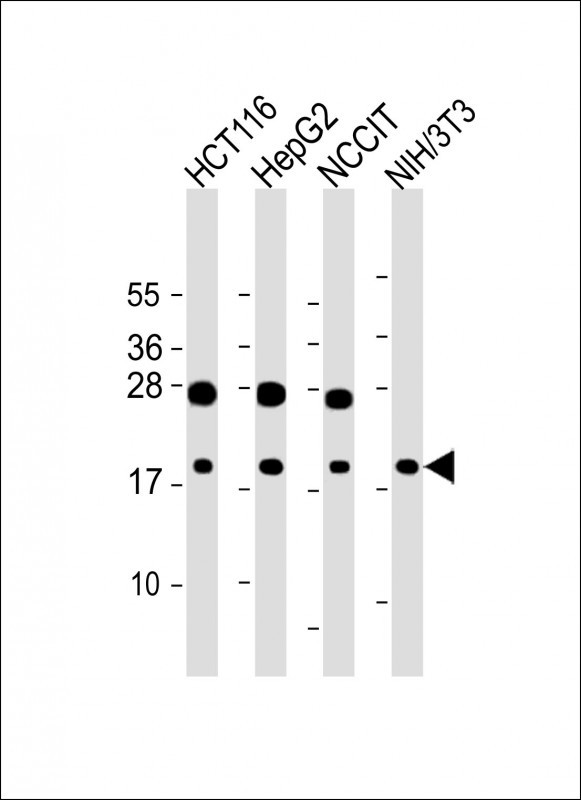 HMGA2 (N-term)