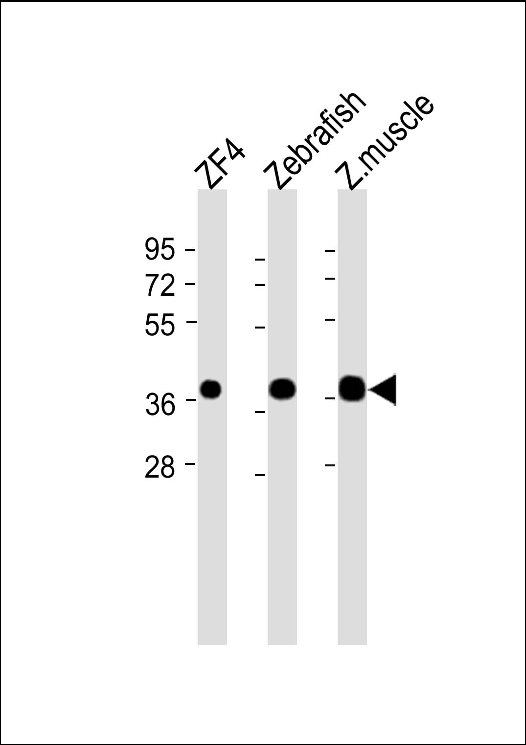 (DANRE) mc4r (N-Term)