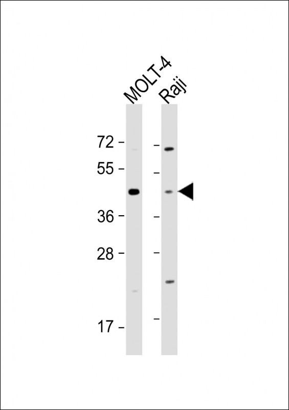 CD24