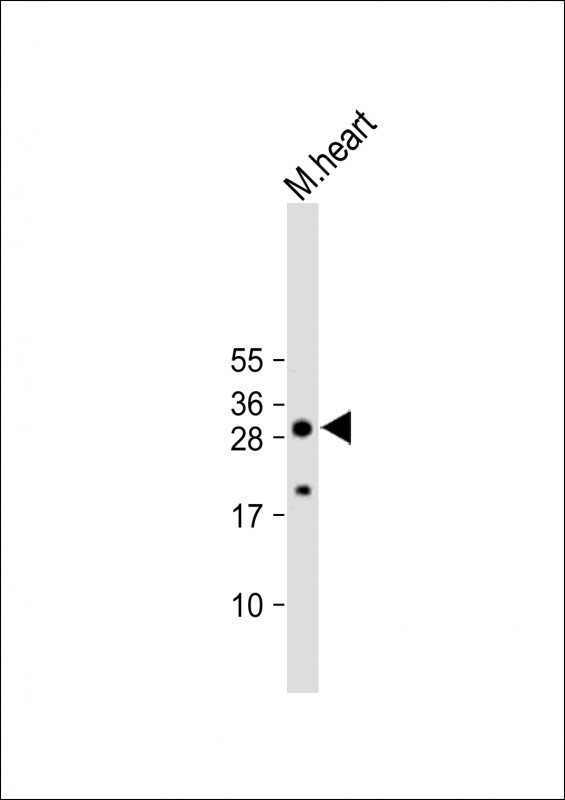 AQP11
