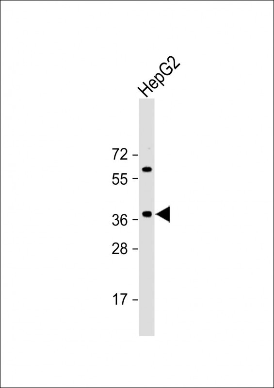 E2F5 (N-term)