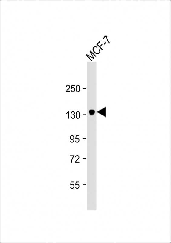 ABCB4