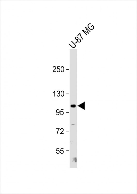 THBS4(C-term)