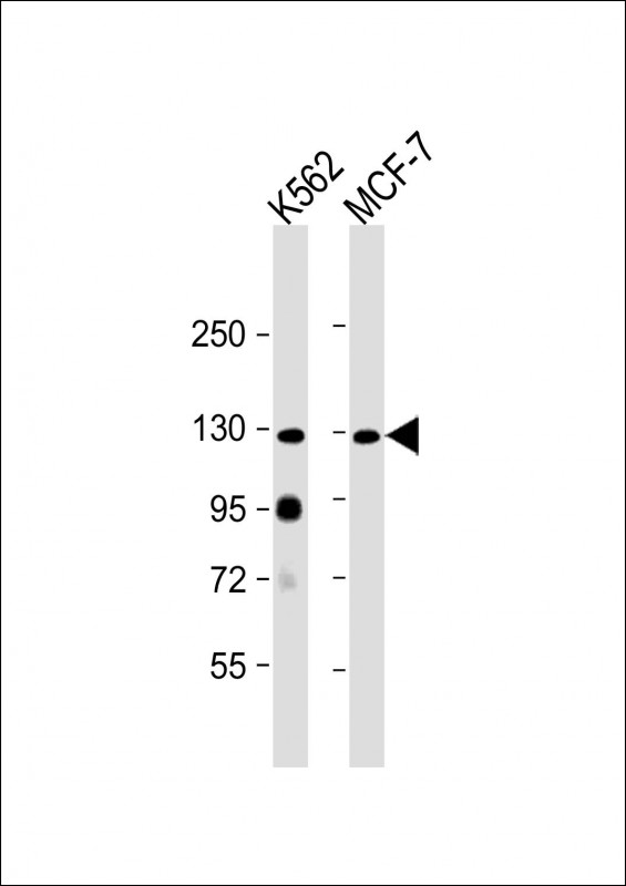 LLGL2 (N-term)