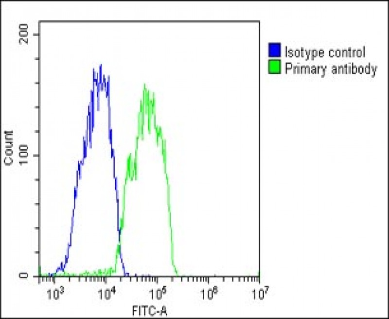 Rabbit Polyclonal Antibody to RARRES2 (N-Term)