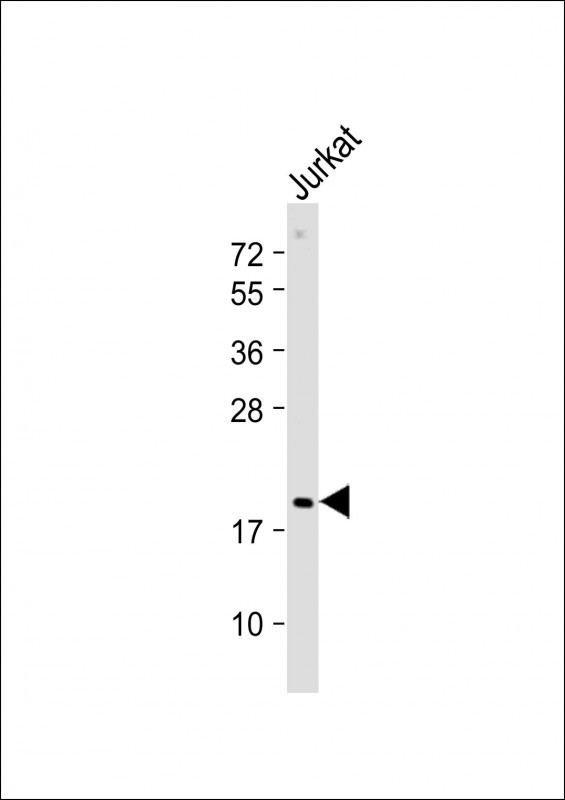 p19 (N-term)