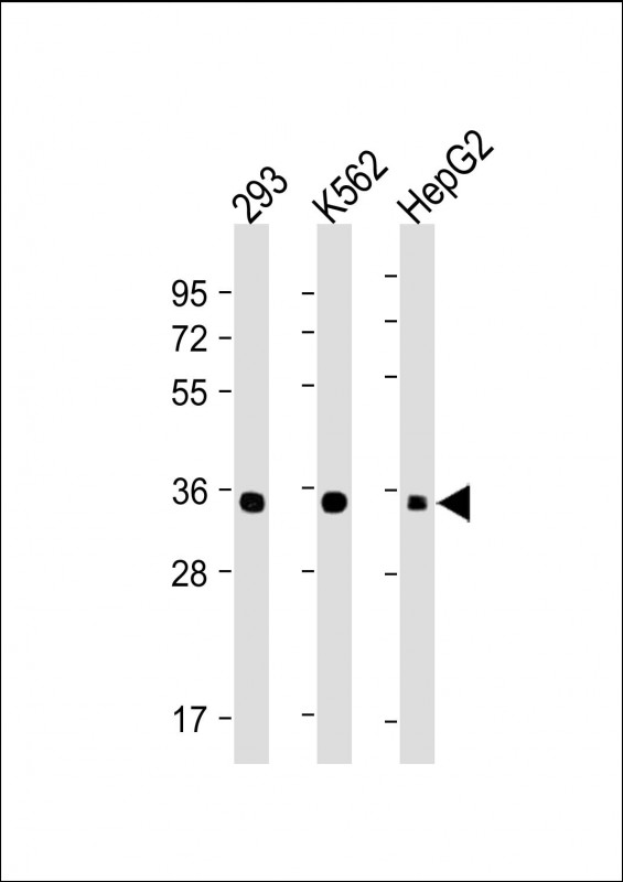 LIN28B
