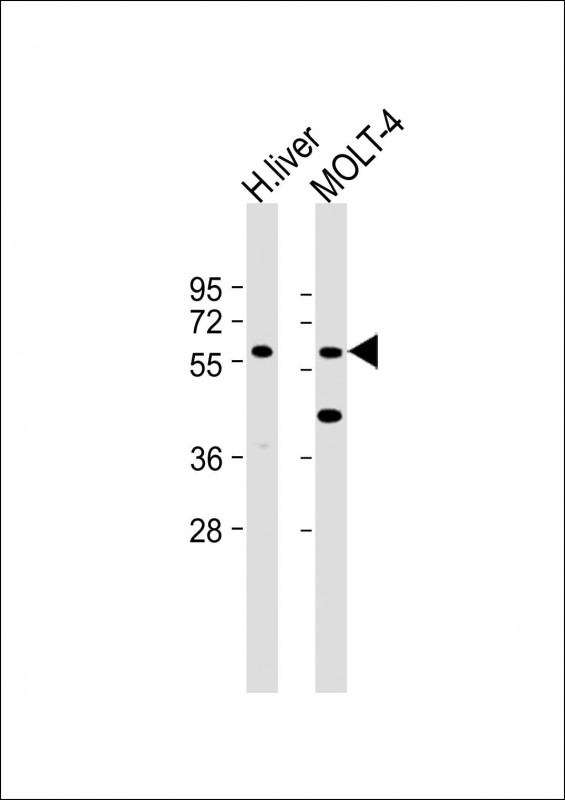 GLT8D4(C-term)