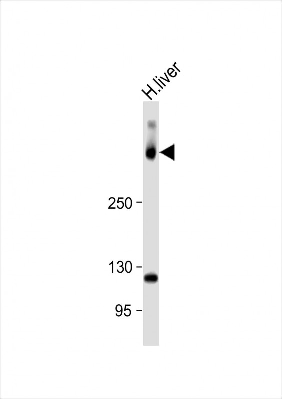 SYNE2 (N-Term)