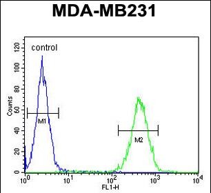 Rabbit Polyclonal Antibody to ST7