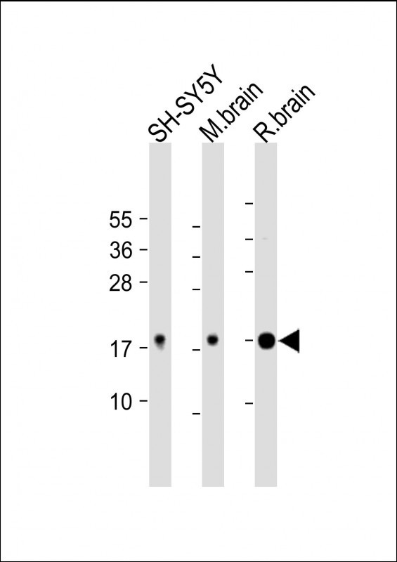 Calmodulin
