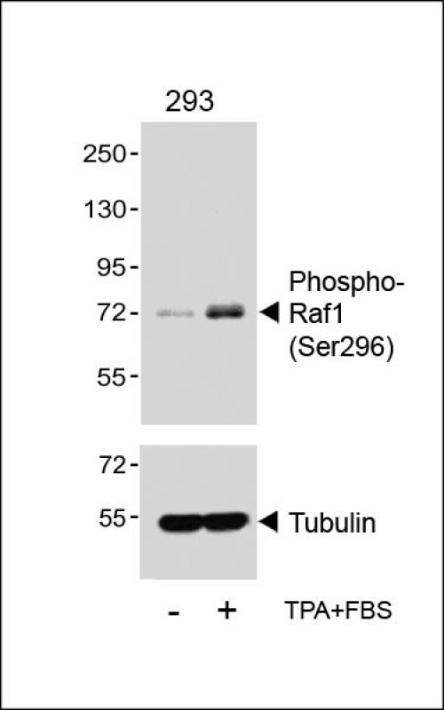 Phospho-Raf1 (Ser296)
