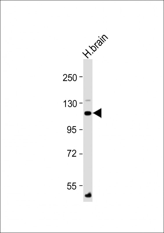 ATP1A4 (N-Term)