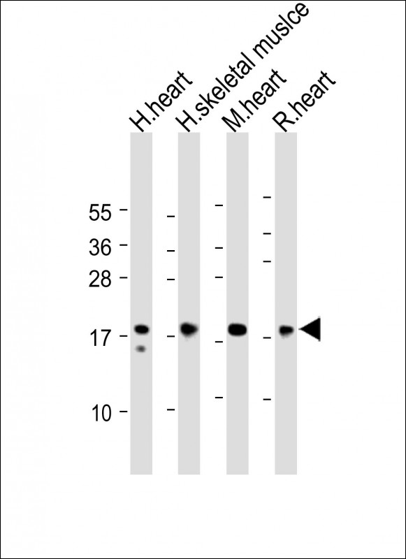 MYL2