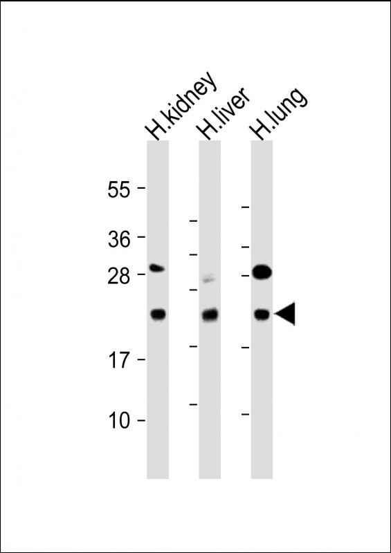 BCL2L10