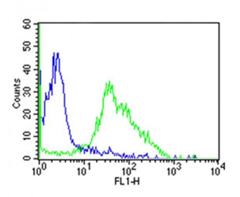 human CD38