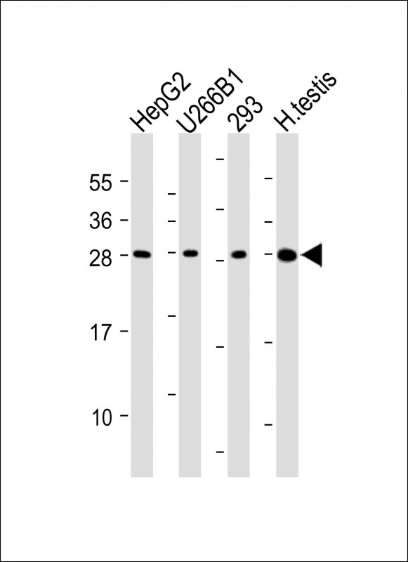 CLEC1B (N-Term)