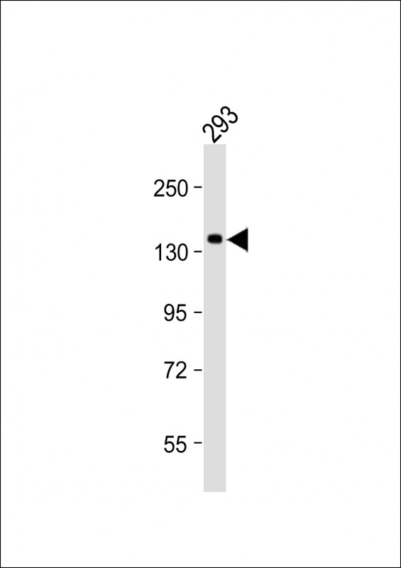 SEC24B