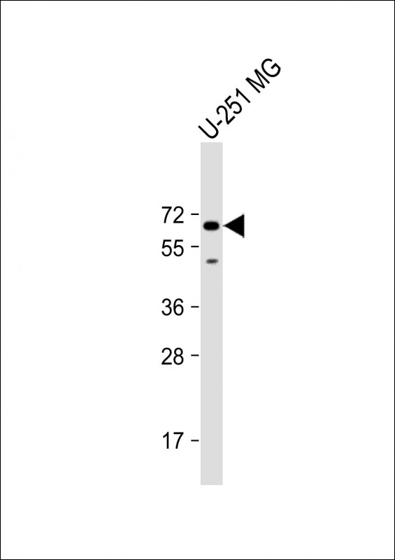 SH2B3 (N-Term)