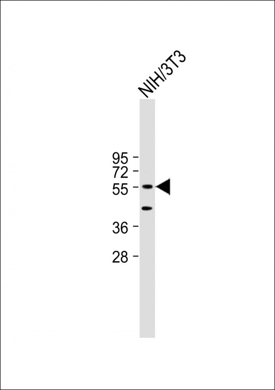 DNAJC3