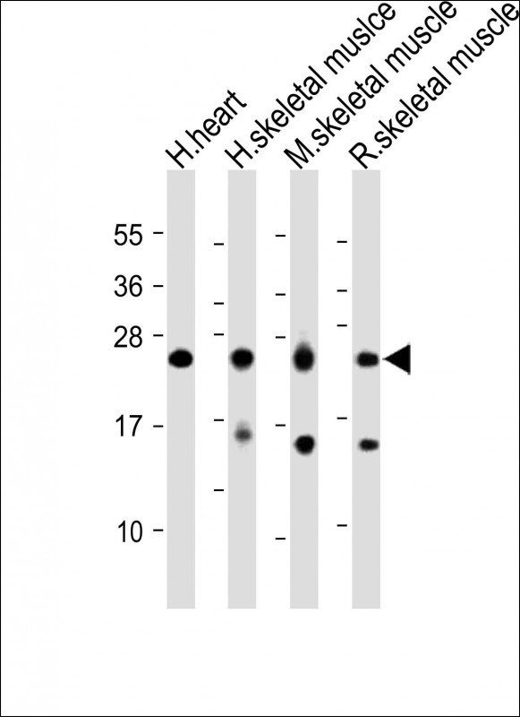 MYL1