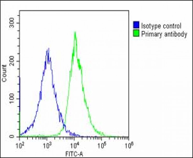 Rabbit Polyclonal Antibody to MKS1 (N-Term)