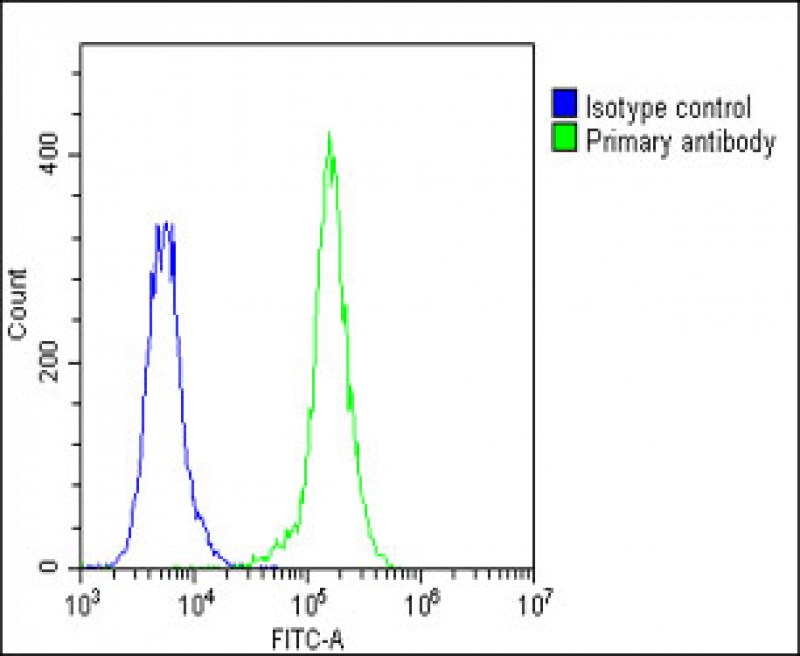 Rabbit Polyclonal Antibody to F13A1 (N-Term)