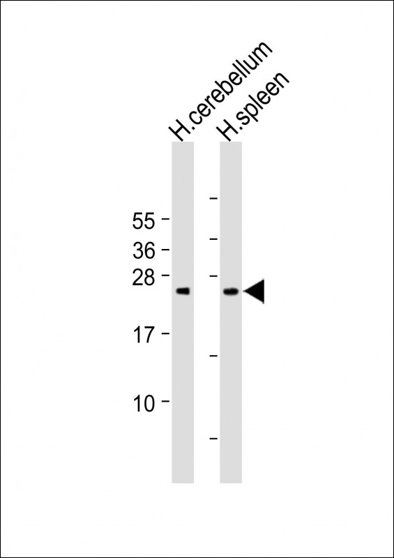 GCA (N-Term)