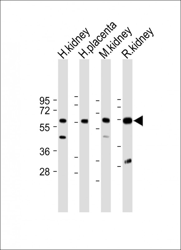 CRTR1 (N-term)