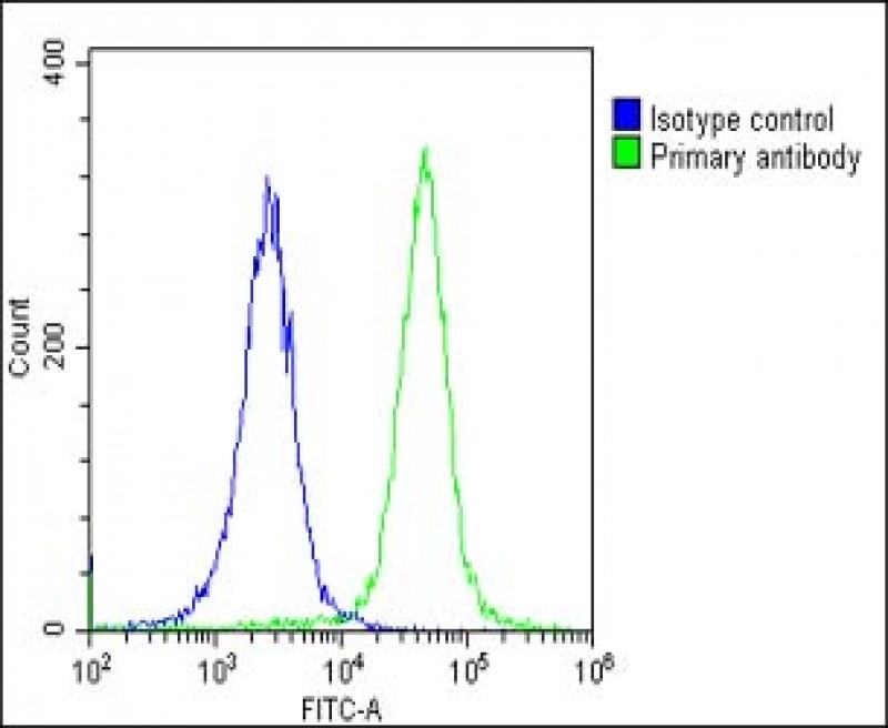 Rabbit Polyclonal Antibody to KCNH1