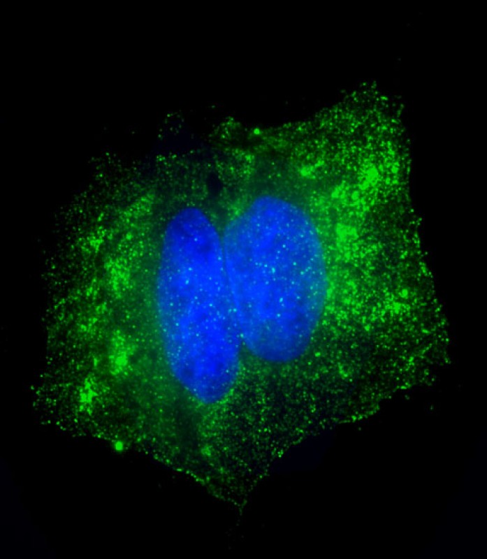 Rabbit Polyclonal Antibody to GPX7