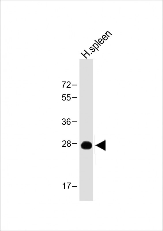 PRSSL1(C-term)