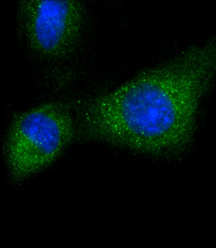 Rabbit Polyclonal Antibody to PRSSL1(C-term)