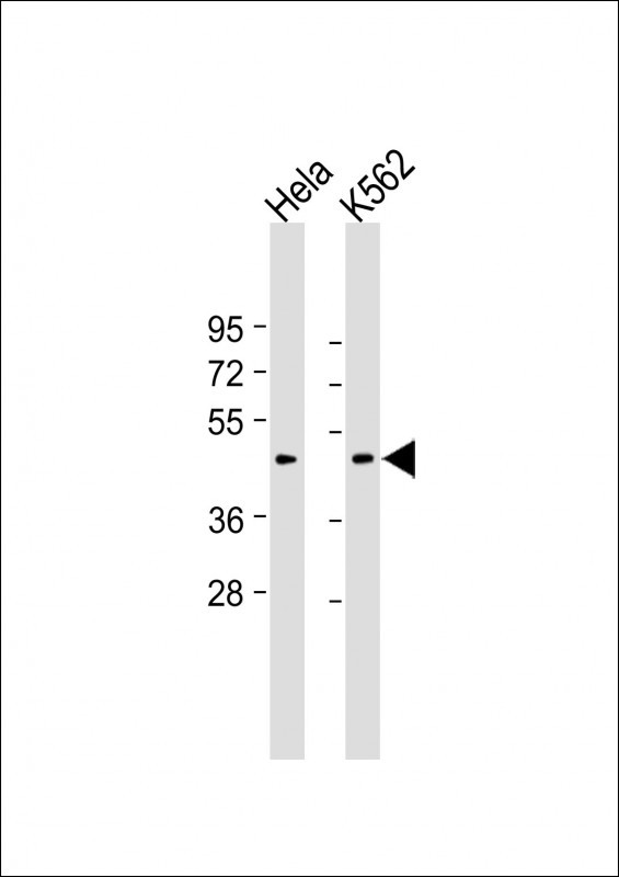 Myostatin (GDF8) (N-term)