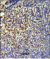 Rabbit Polyclonal Antibody to TPPP3