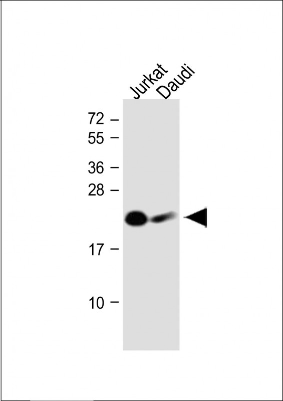 NCR3 (N-Term)