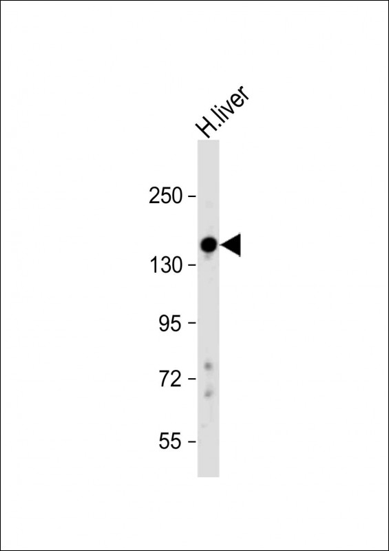 PRG4 (N-Term)