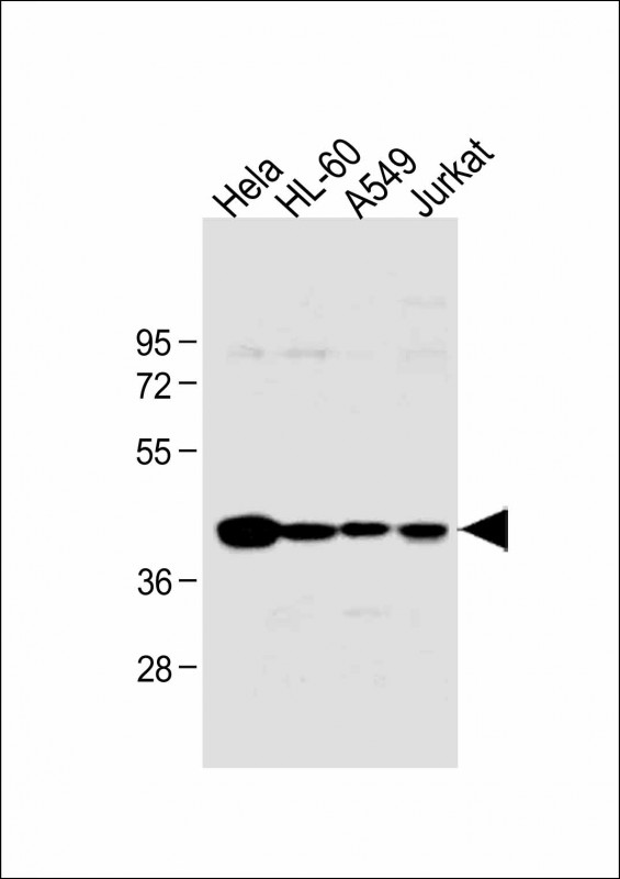 HLA-B (N-term)