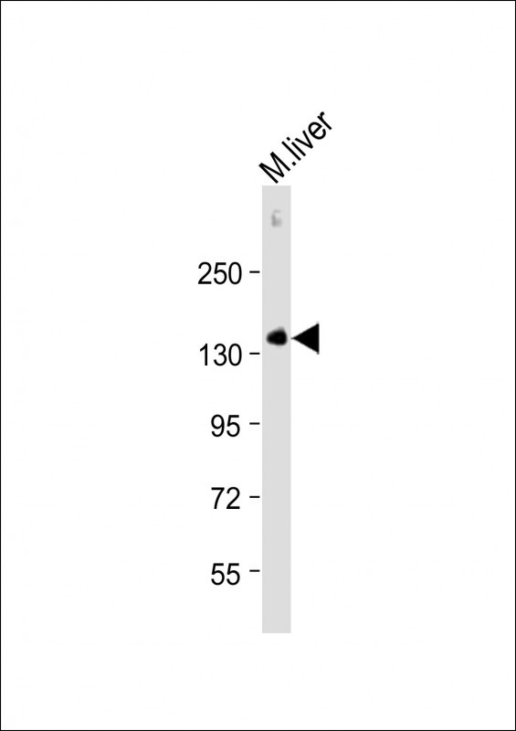 M CD31